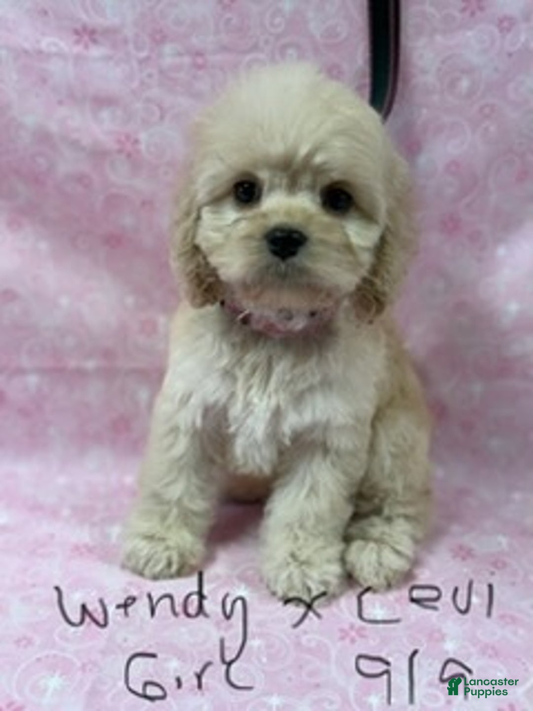Cockapoo dogs for sale: Wendy G1 - Ad 1