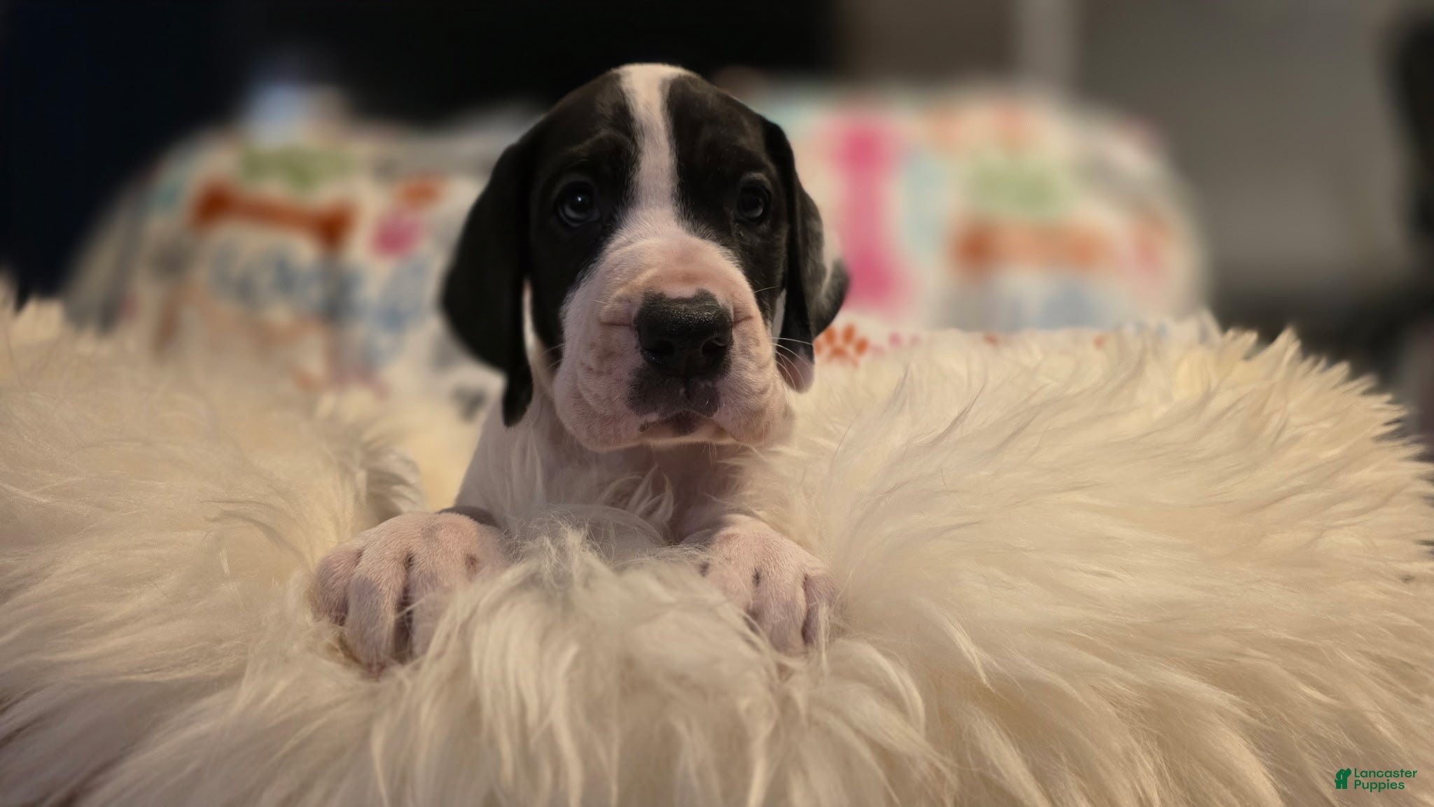 Great Dane dogs Great Dane 1 - Ad 40