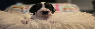 Great Dane 1