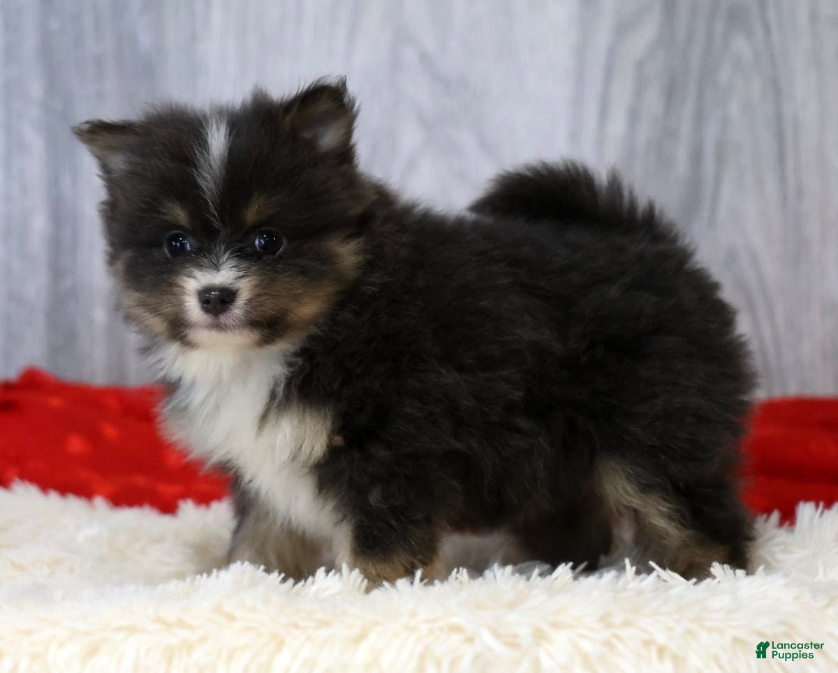 Pomeranian dogs Colt - Ad 2