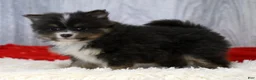 Pomeranian dogs for sale: Colt - Ad 2