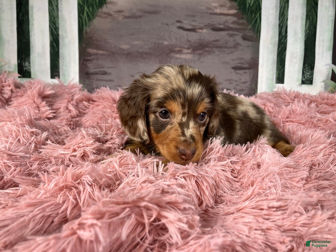 Miniature Dachshund dogs for sale: AKC-Becca - Ad 13