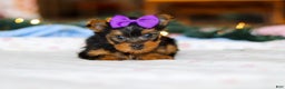 Yorkshire Terrier dogs for sale: Jewel - Ad 1