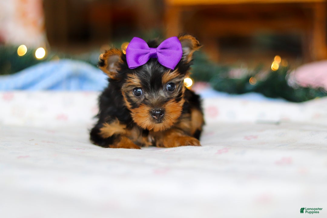 Yorkshire Terrier dogs for sale: Jewel - Ad 1