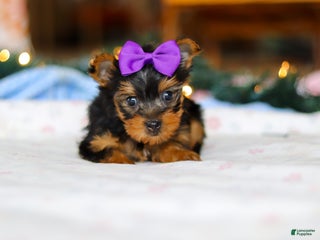 Yorkshire Terrier dogs Jewel - Ad 22
