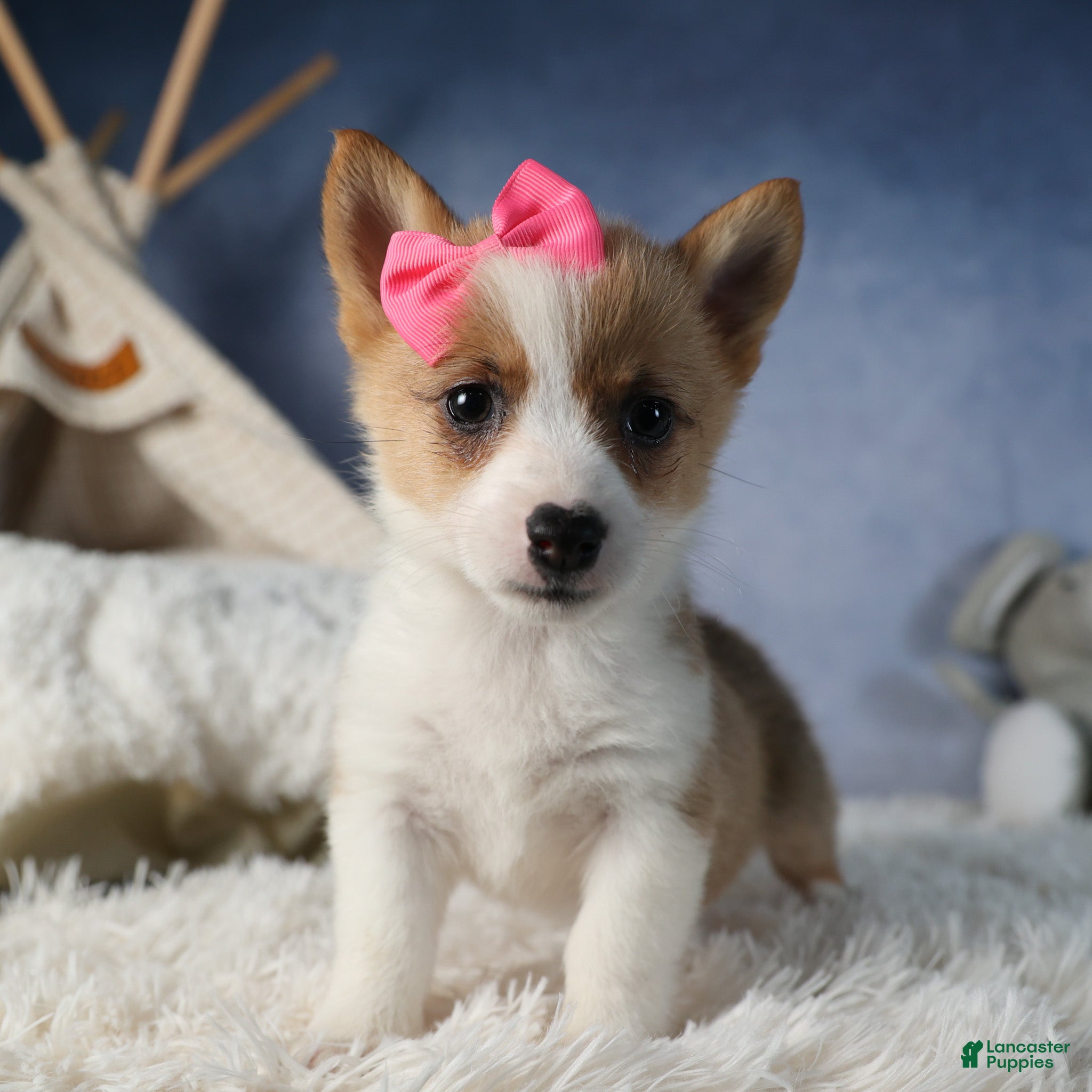 Welsh Corgi Pembroke dogs Dixie - Ad 27