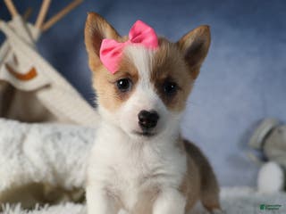 Welsh Corgi Pembroke dogs Dixie - Ad 41