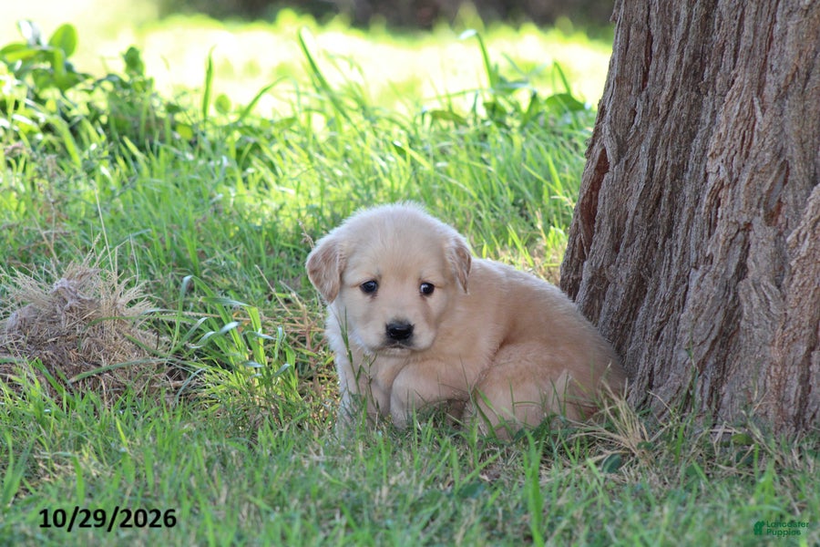 Golden Retriever dogs for sale: Ollie - Ad 2