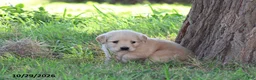 Golden Retriever dogs for sale: Ollie - Ad 2