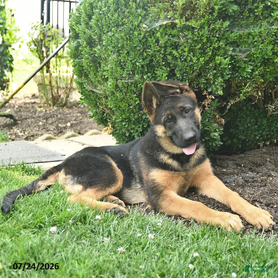 German Shepherd dogs for sale: Paddington - Ad 2