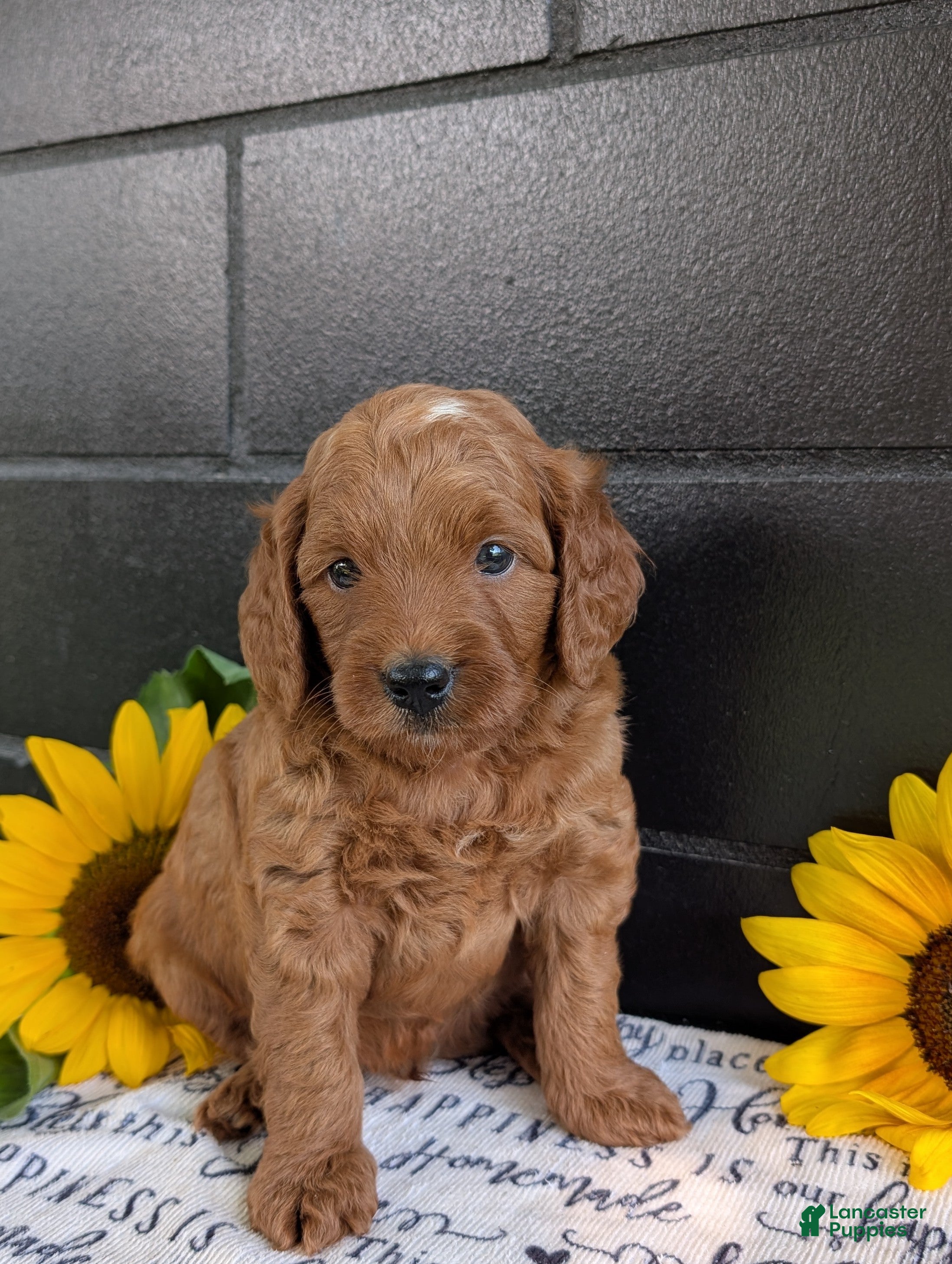 Mini Goldendoodle dogs Mini-Marlo - Ad 1