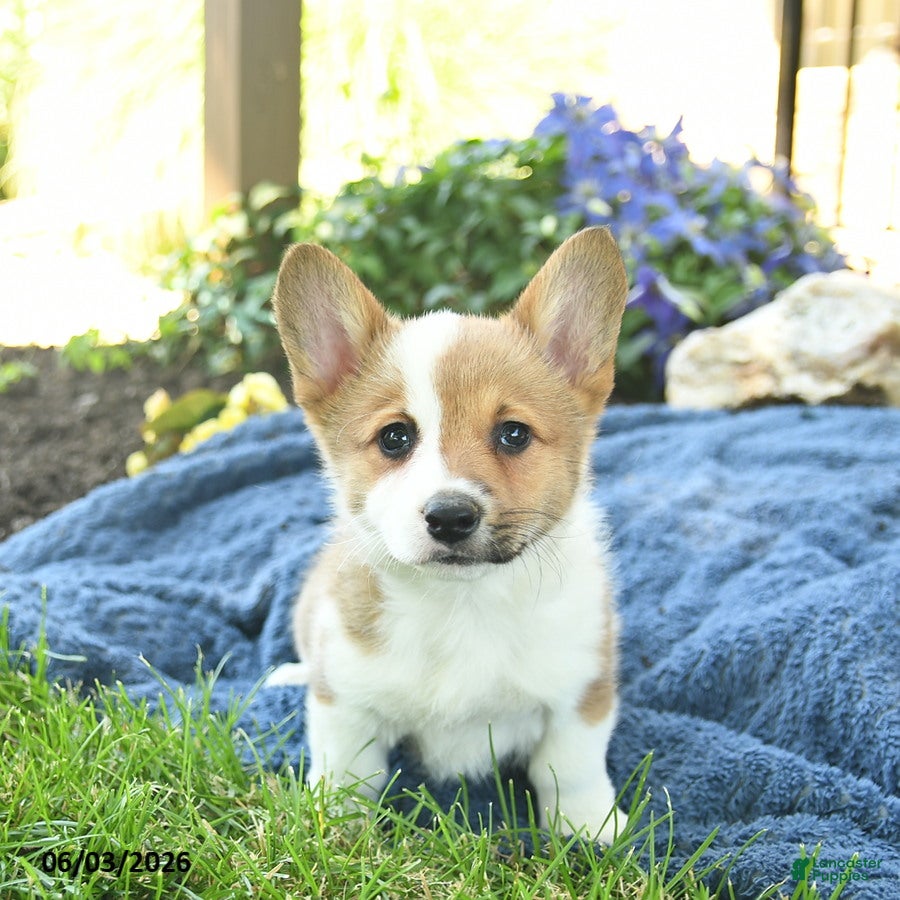Welsh Corgi Pembroke dogs Rosemary  - Ad 1