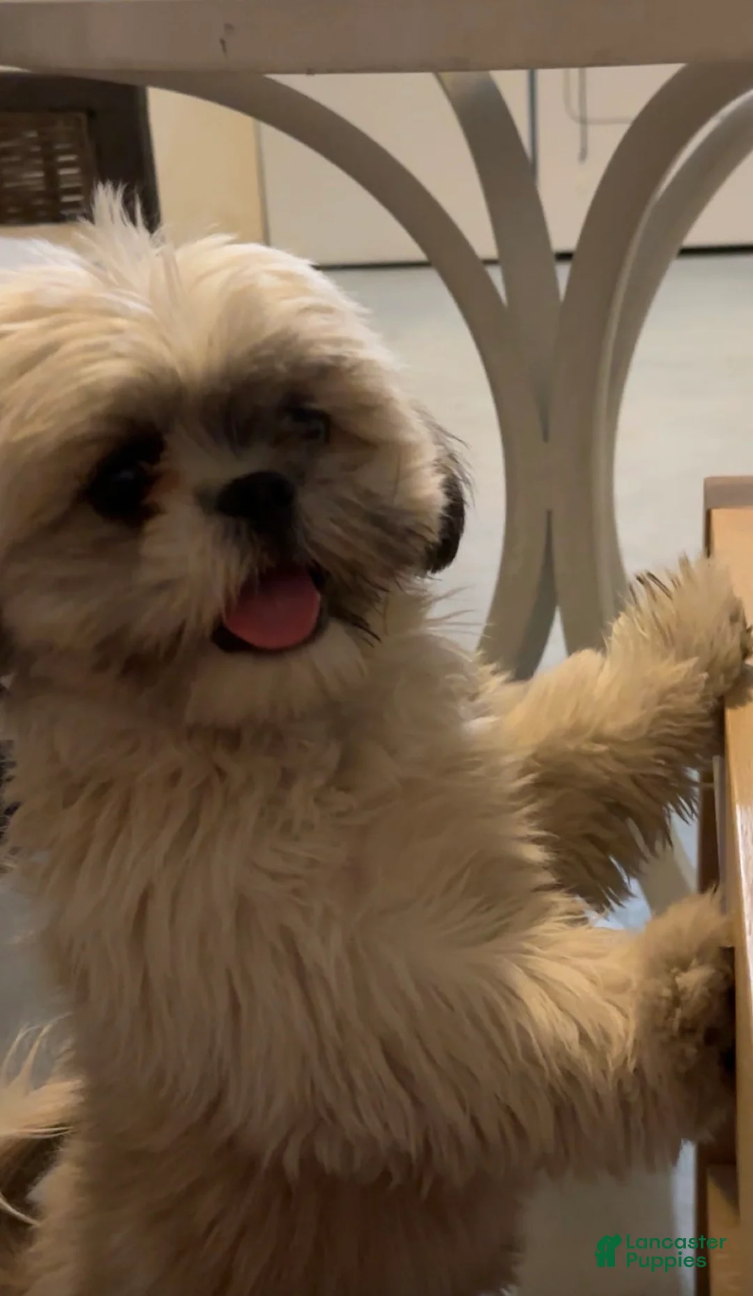 Shih Tzu dogs for sale: Shih Tzu Puppy 1 individual  - Ad 2