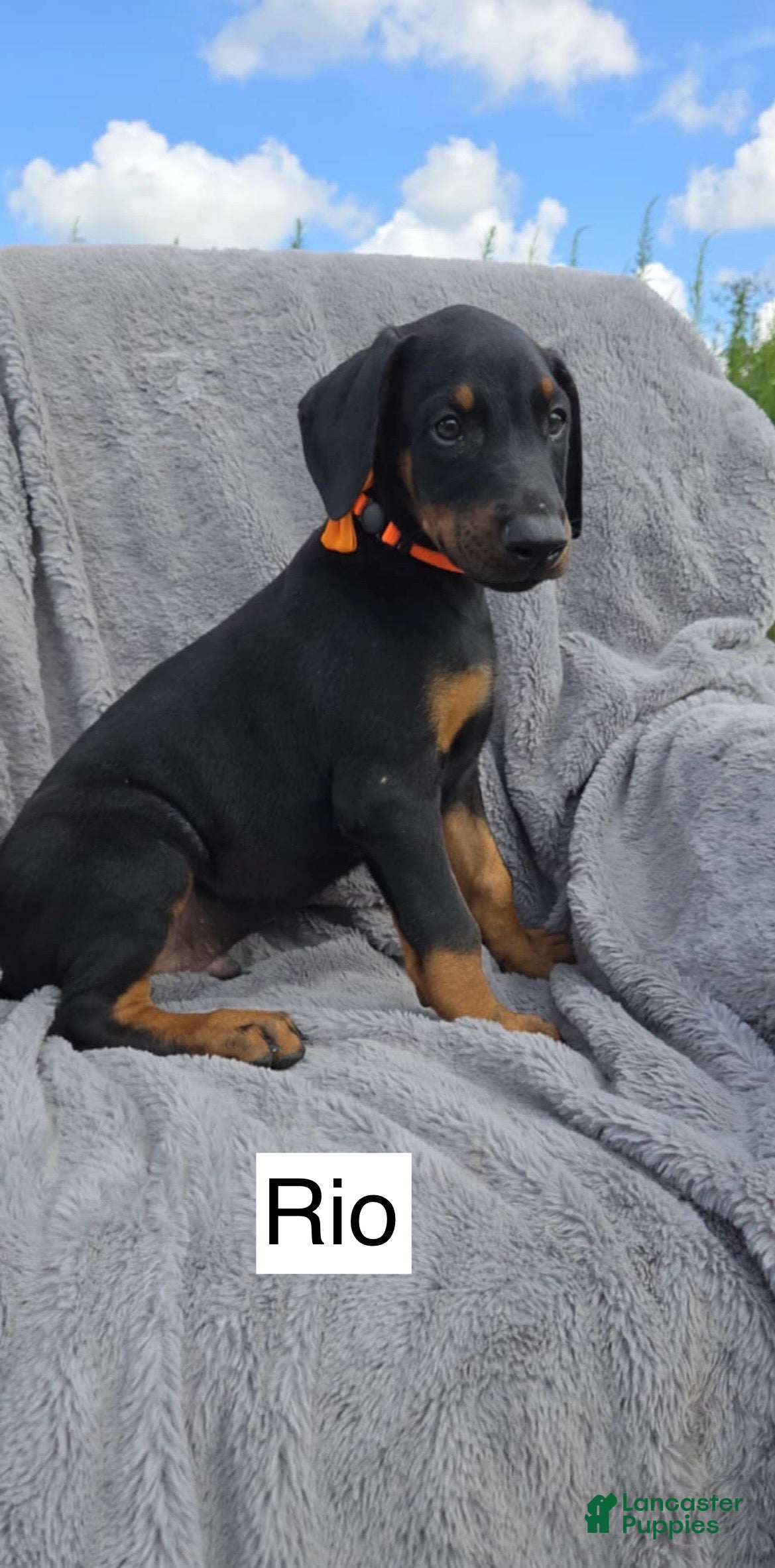 Doberman Puppies Maryland Doberman Pinscher Puppies For Adoption