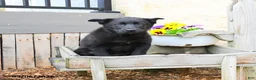Mixed Breed dogs for sale: Charlie  - Ad 3