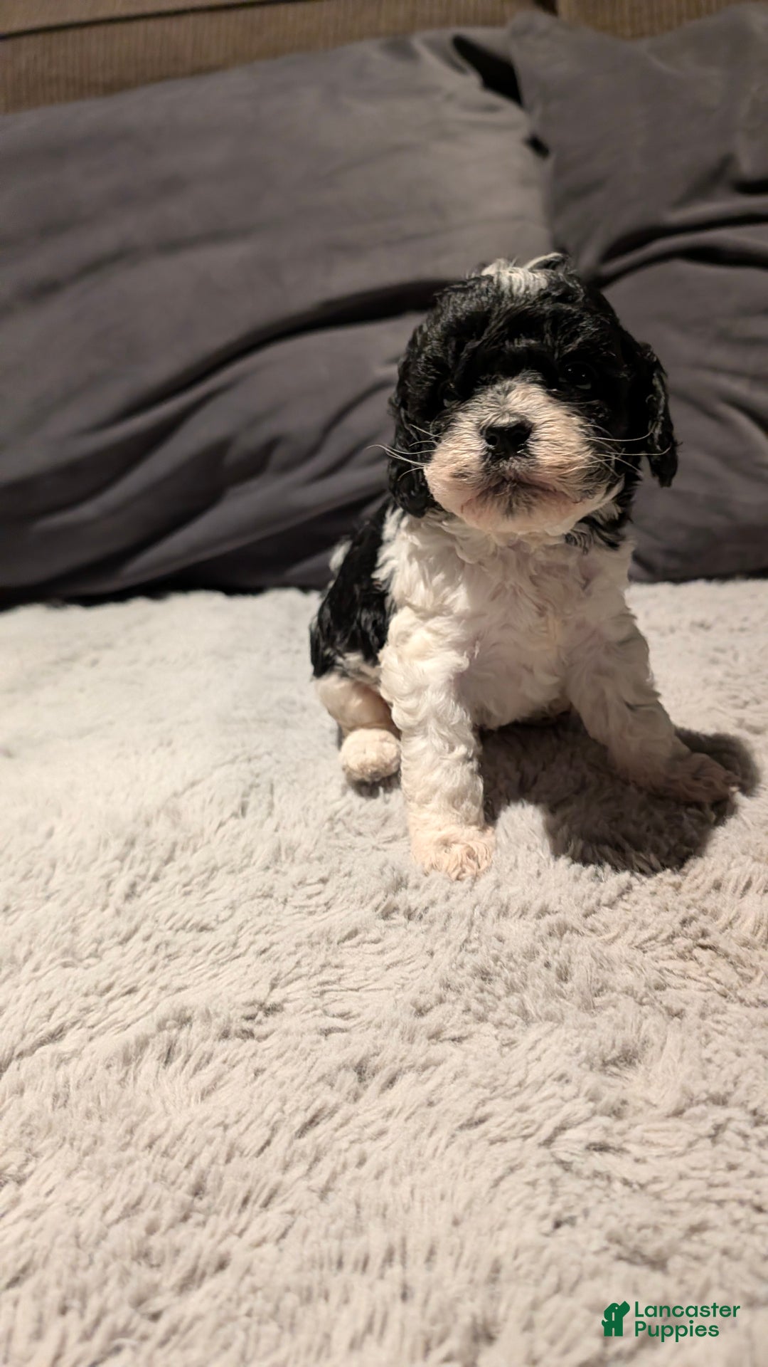 Cockapoo dogs for sale: Sonny (F2b) - Ad 2