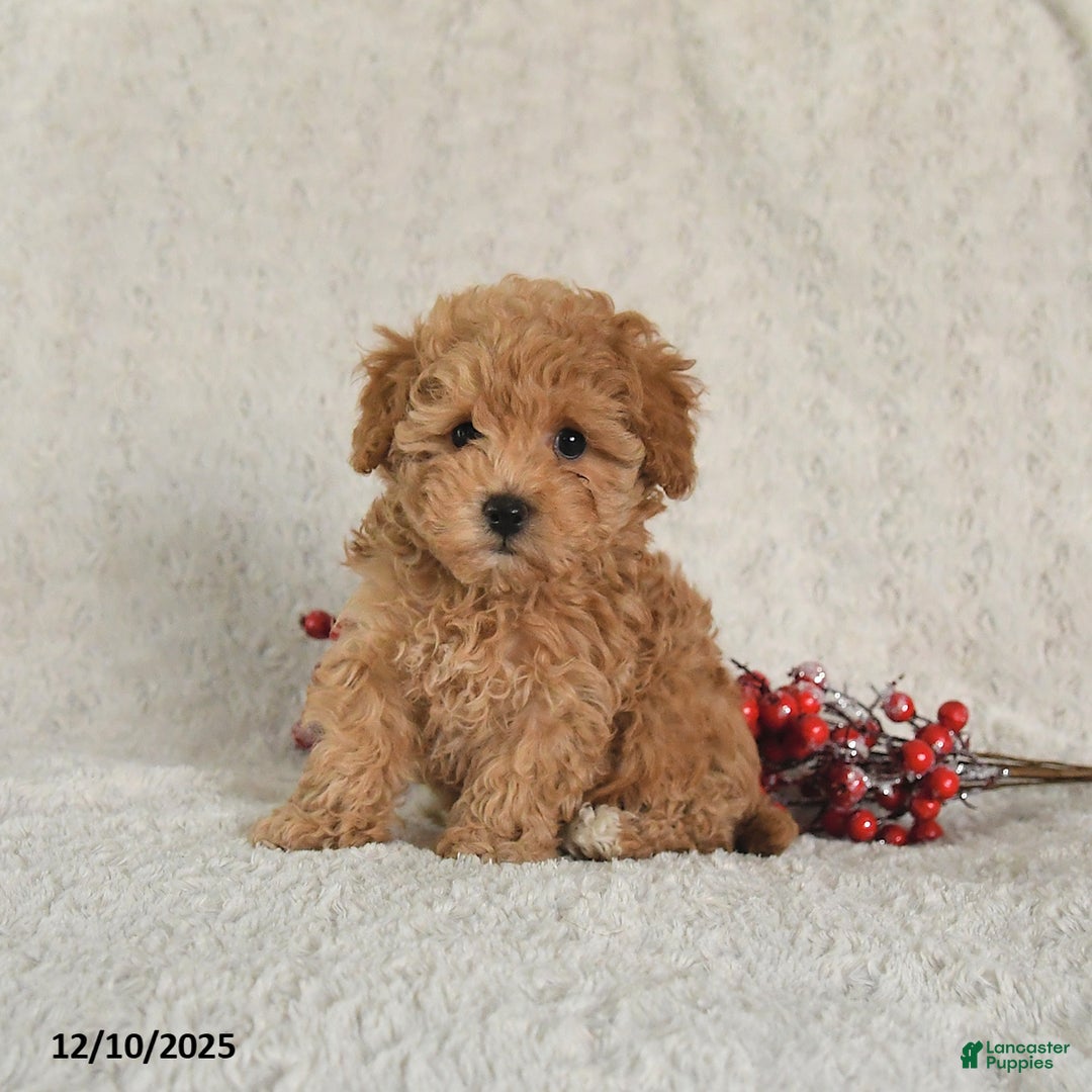 Yorkiepoo dogs for sale: Ranger - Ad 3