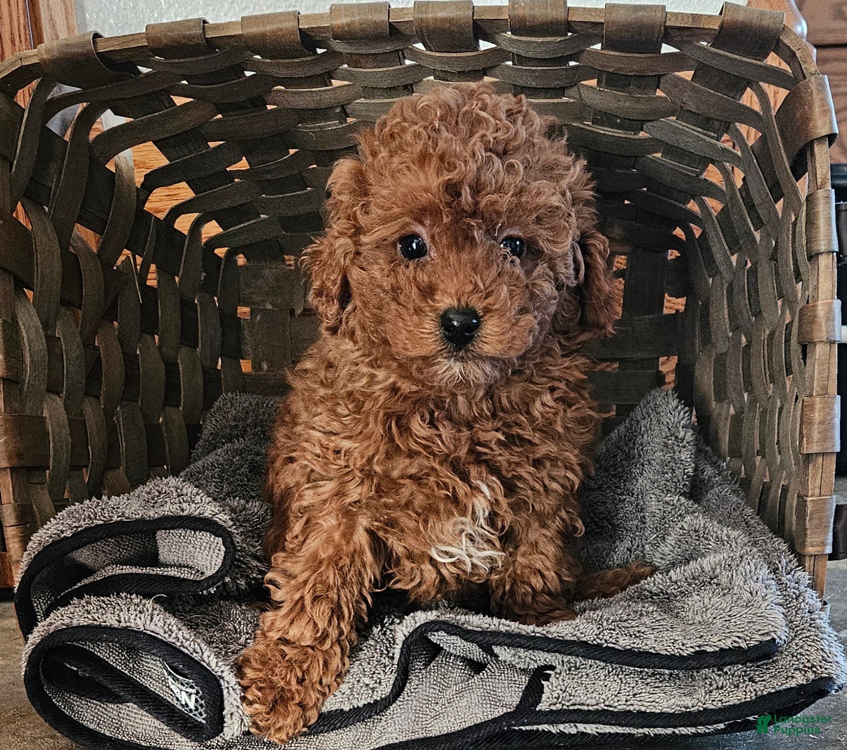Miniature Poodle dogs Cloey - Ad 15