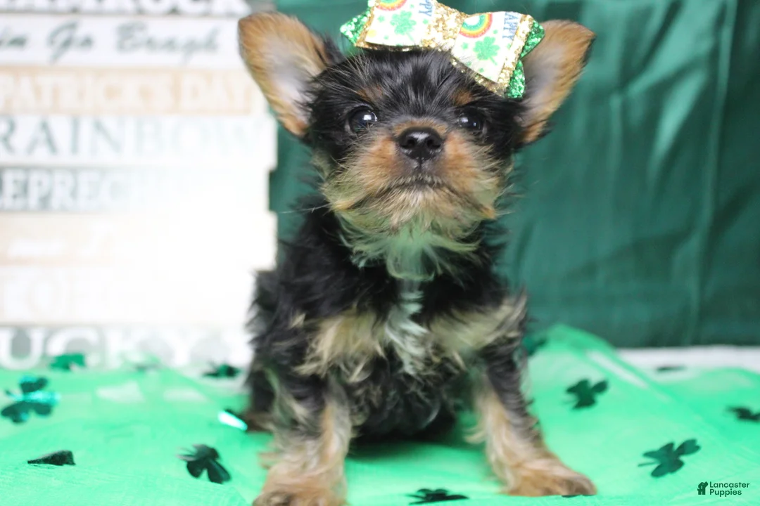 Yorkshire Terrier dogs for sale: Juliana - Ad 8