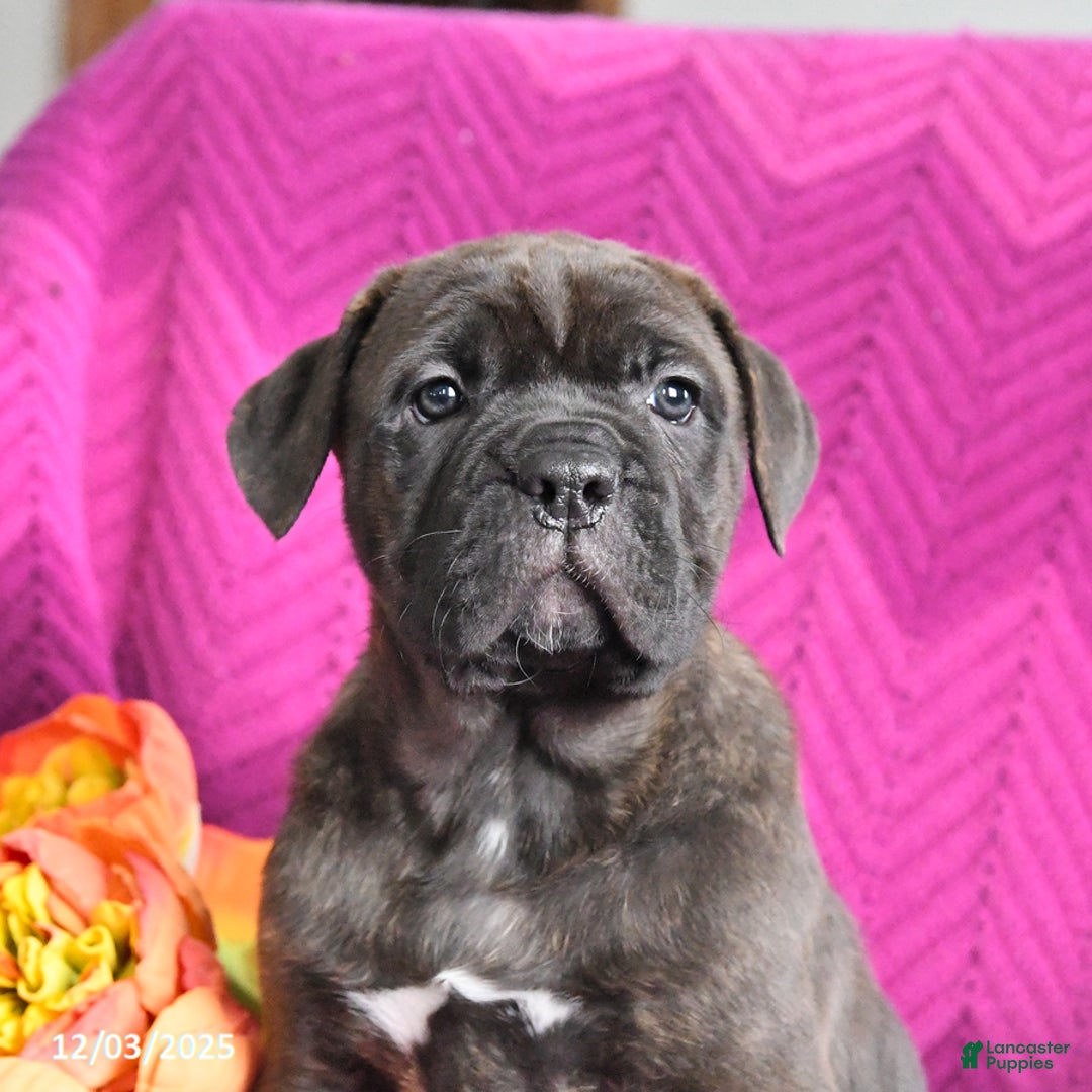 Cane Corso dogs for sale: Milo - Ad 4