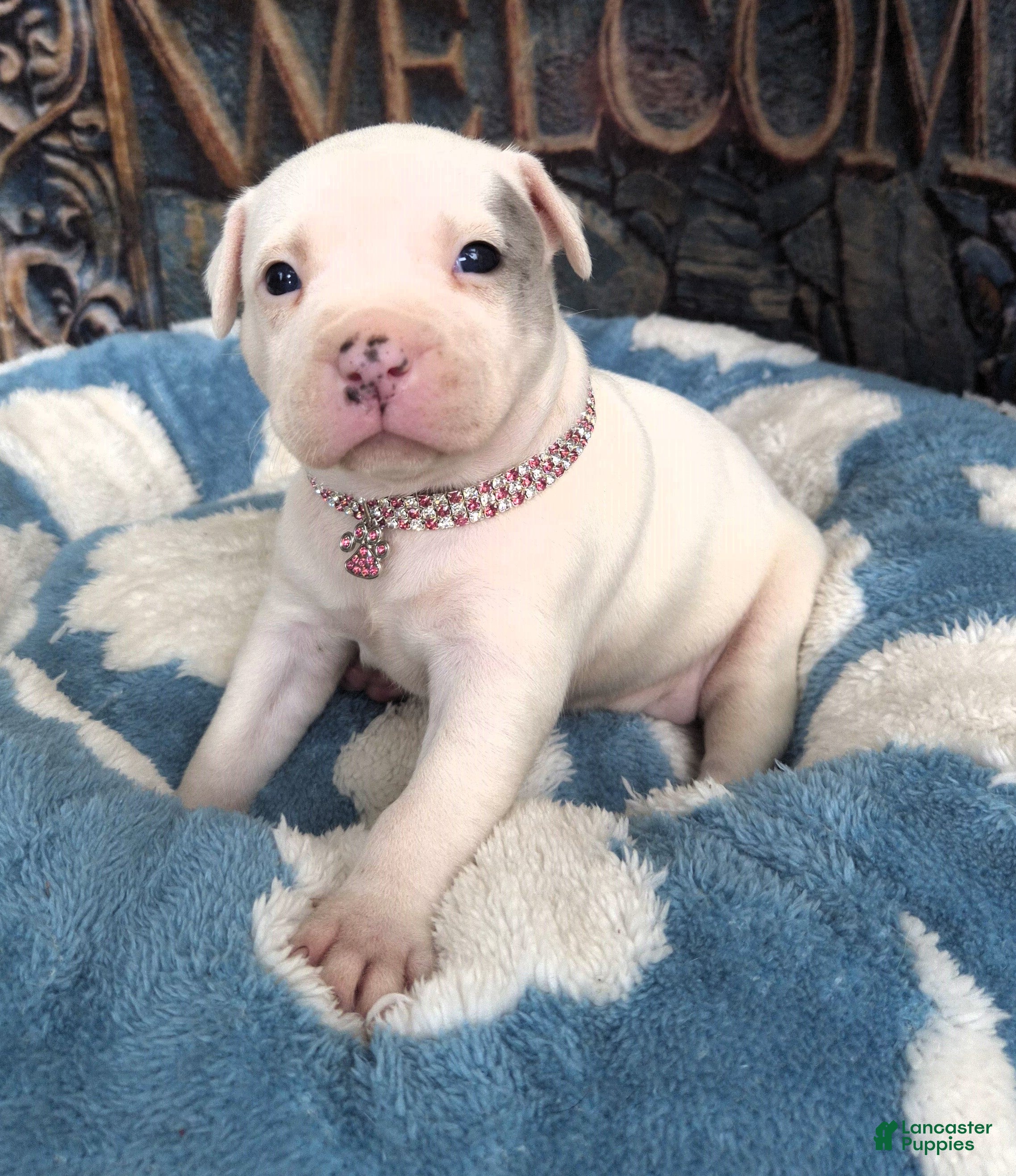 American Bully dogs "DOLLY PARTON" - Ad 39