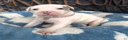American Bully dogs for sale: "DOLLY PARTON" - Ad 1