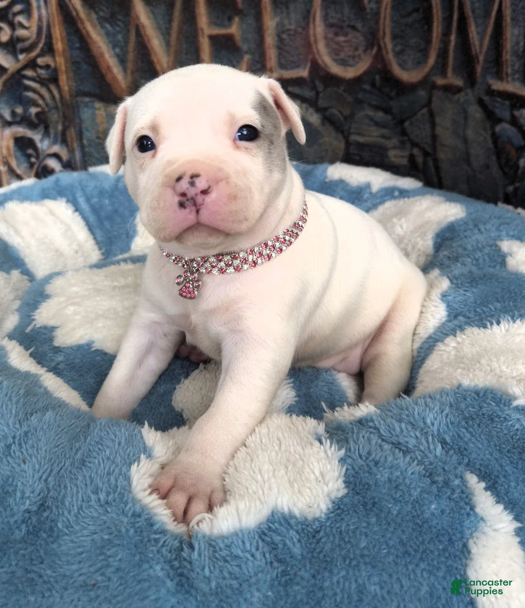 American Bully dogs for sale: "DOLLY PARTON" - Ad 1