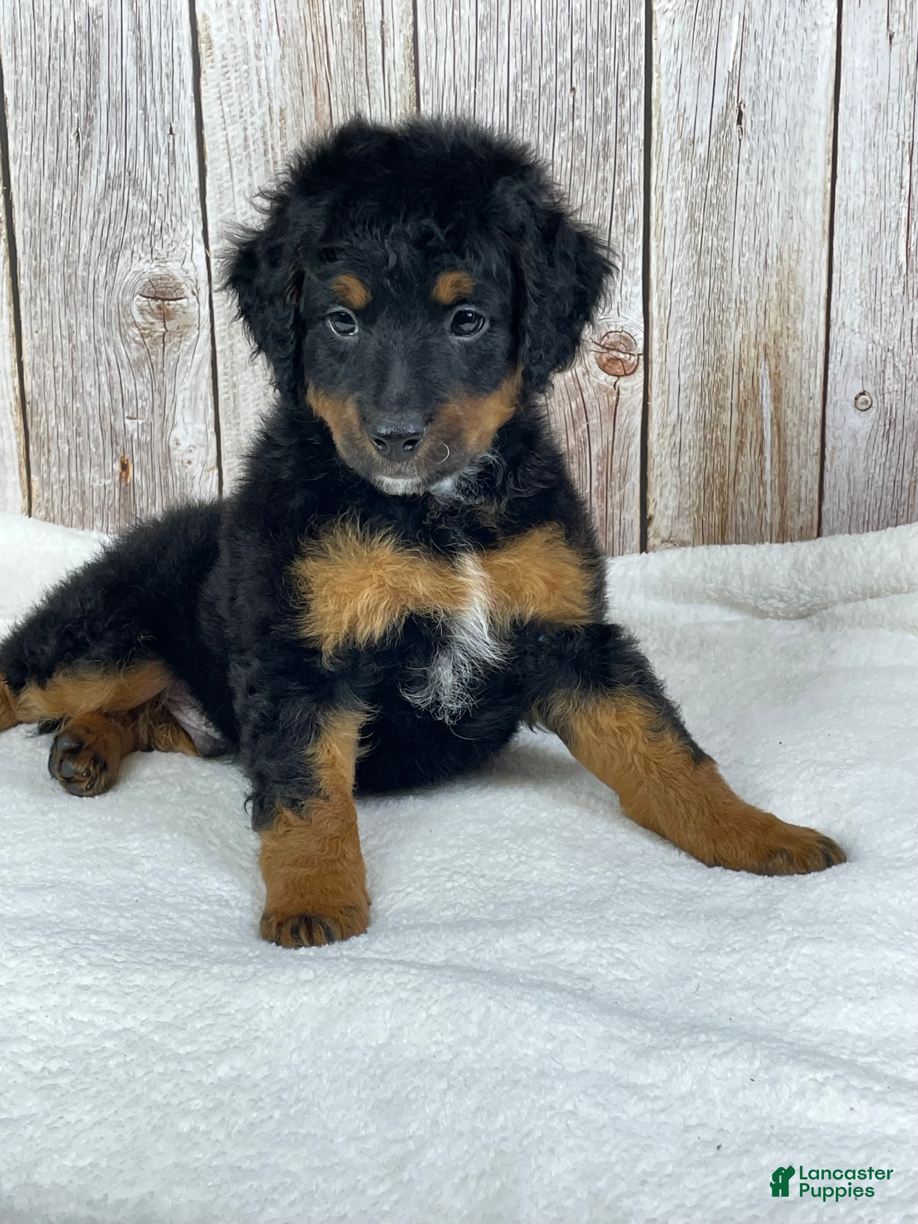 Mini Bernedoodle dogs Coco Mini Bernedoodle  - Ad 2