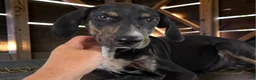 Catahoula Leopard Dog dogs for sale: Tracy II 2026 Female 1 - Ad 14