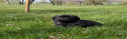 Newfoundland dogs for sale: Hero - Ad 14