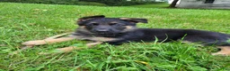German Shepherd dogs for sale: Jack - Ad 3