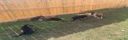 German Shepherd dogs for sale: German Shepherd 1 - Ad 8