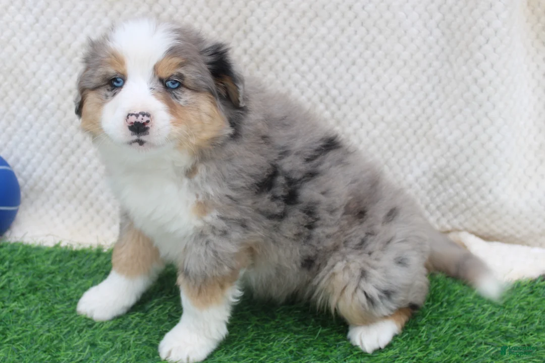 Australian Shepherd dogs for sale: sport - Ad 1