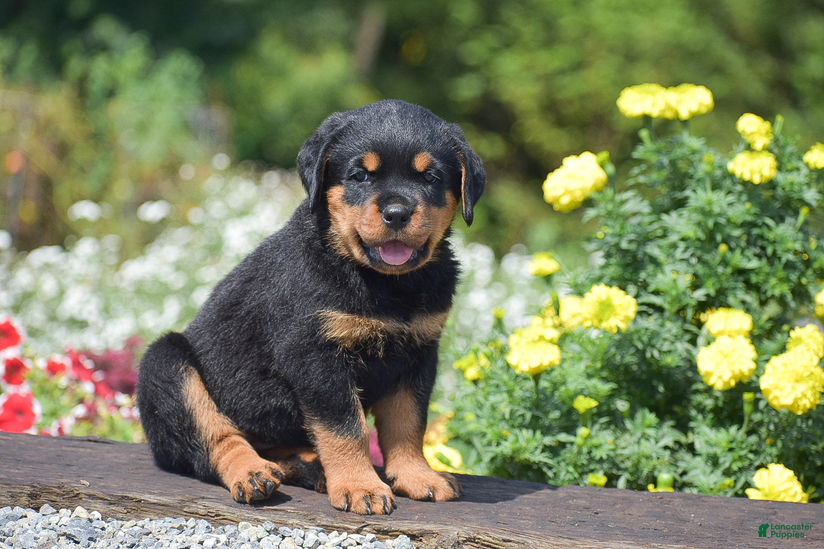 Rottweiler dogs Raven - Ad 1