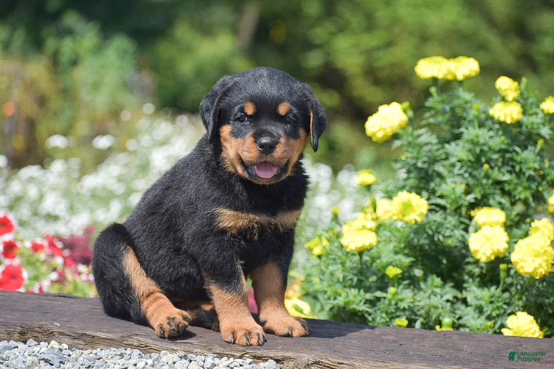 Rottweiler dogs for sale: Raven - Ad 1