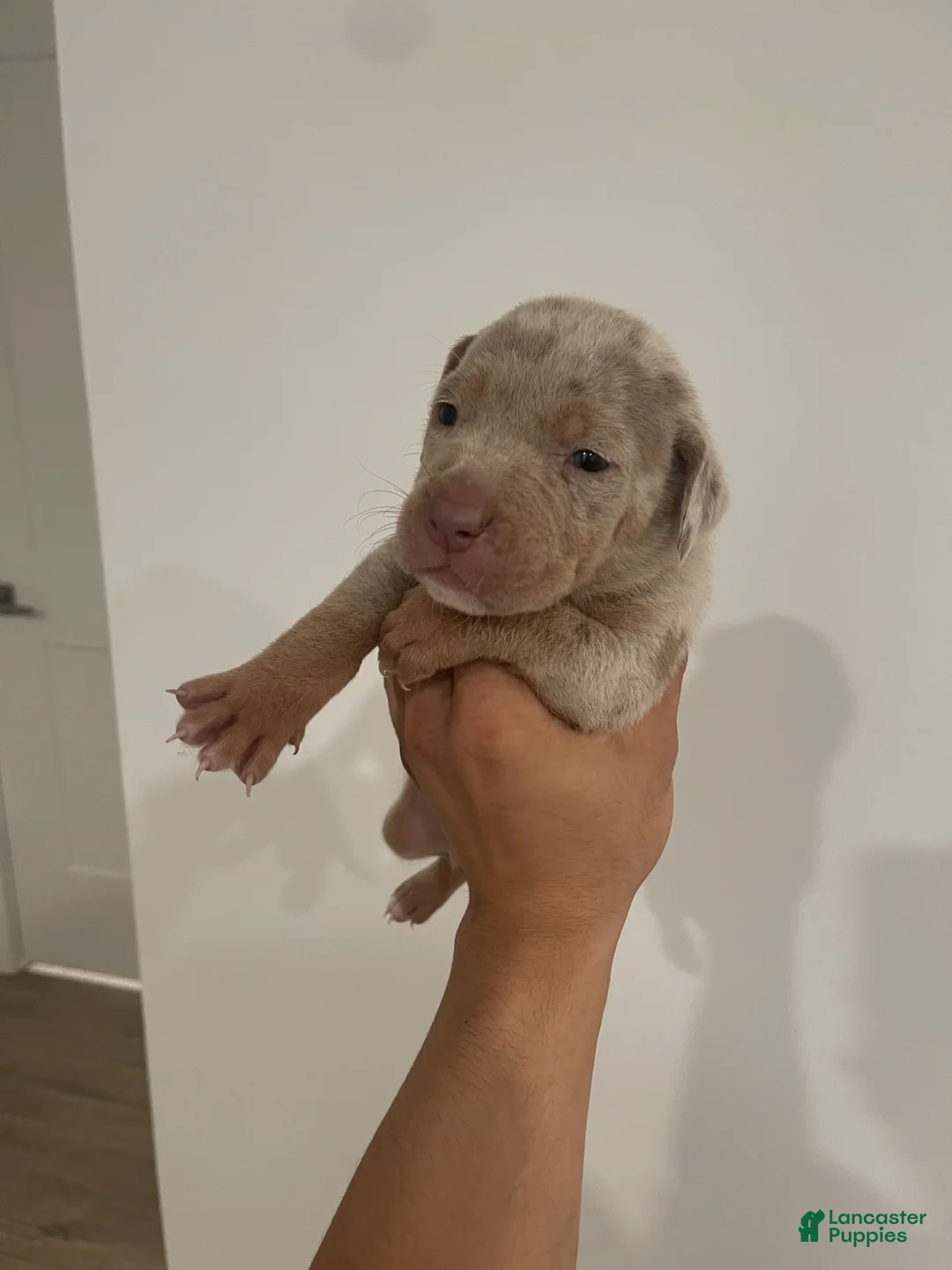 American Bully dogs for sale: Titus - Ad 2