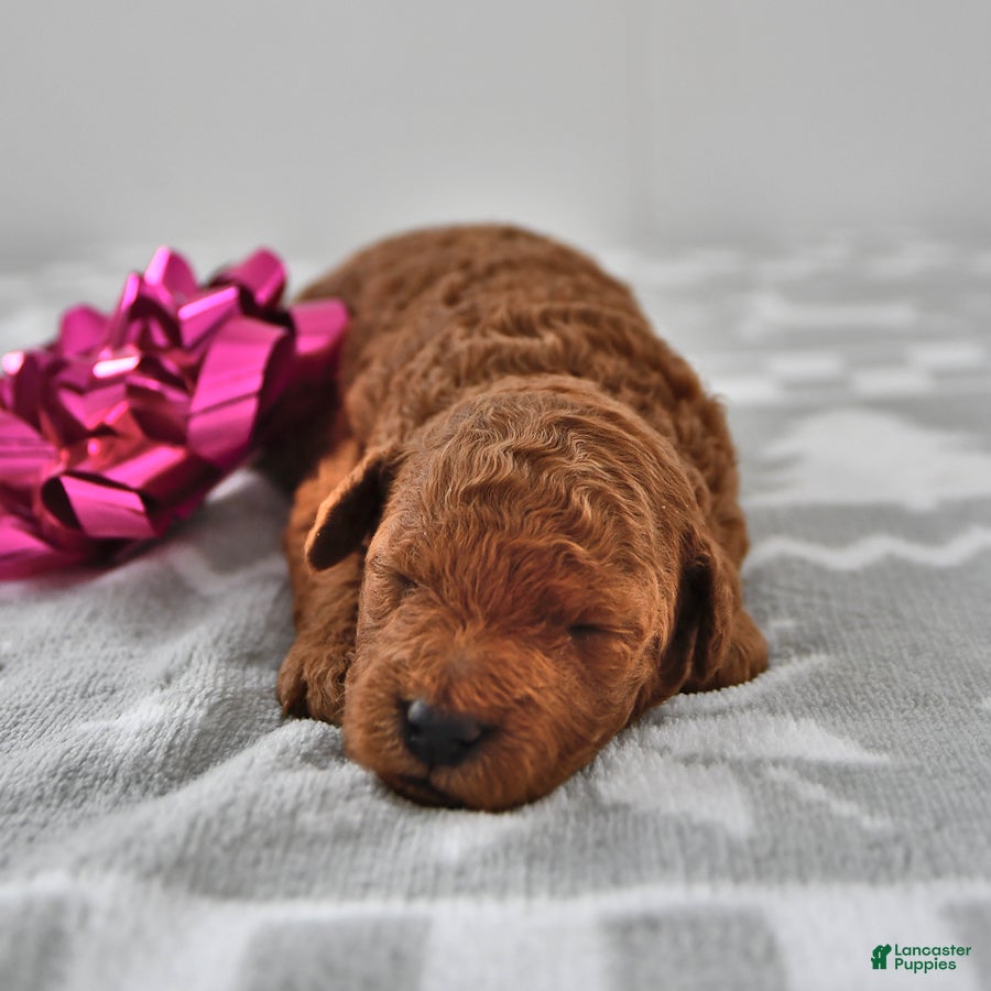 Mini Goldendoodle dogs Cinnamon - Ad 28