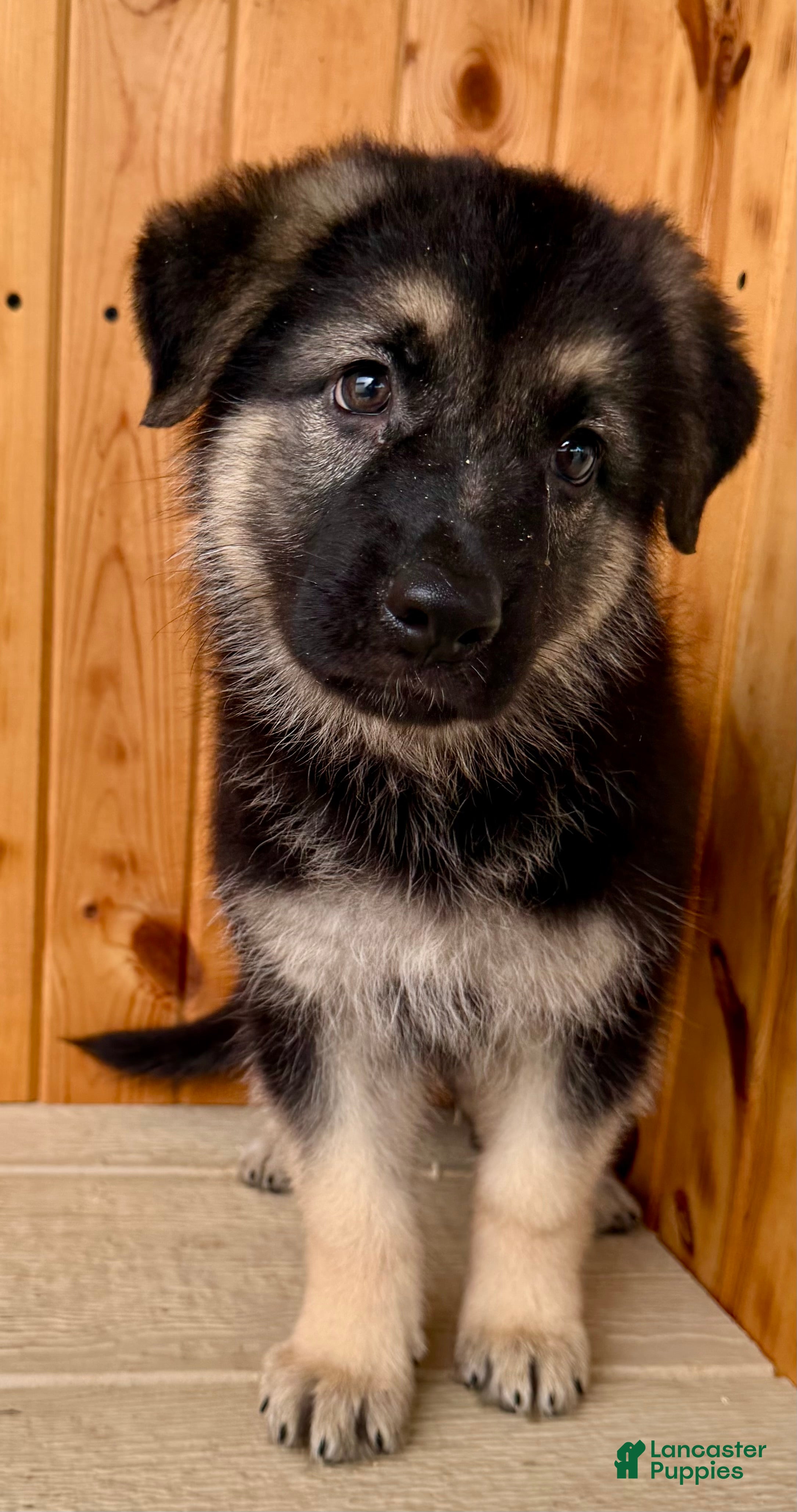 German Shepherd dogs Prissy  - Ad 1