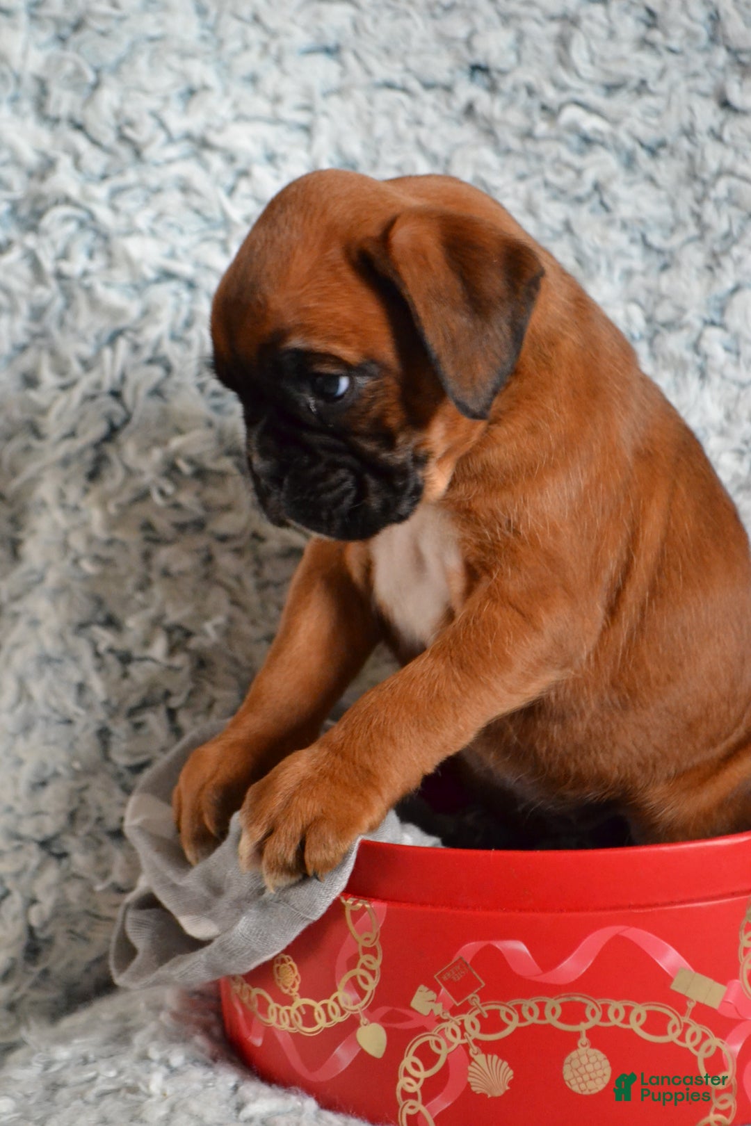 Boxer dogs for sale: Riley - Ad 2