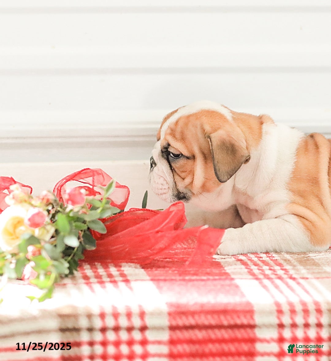 English Bulldog dogs for sale: Rob - Ad 14