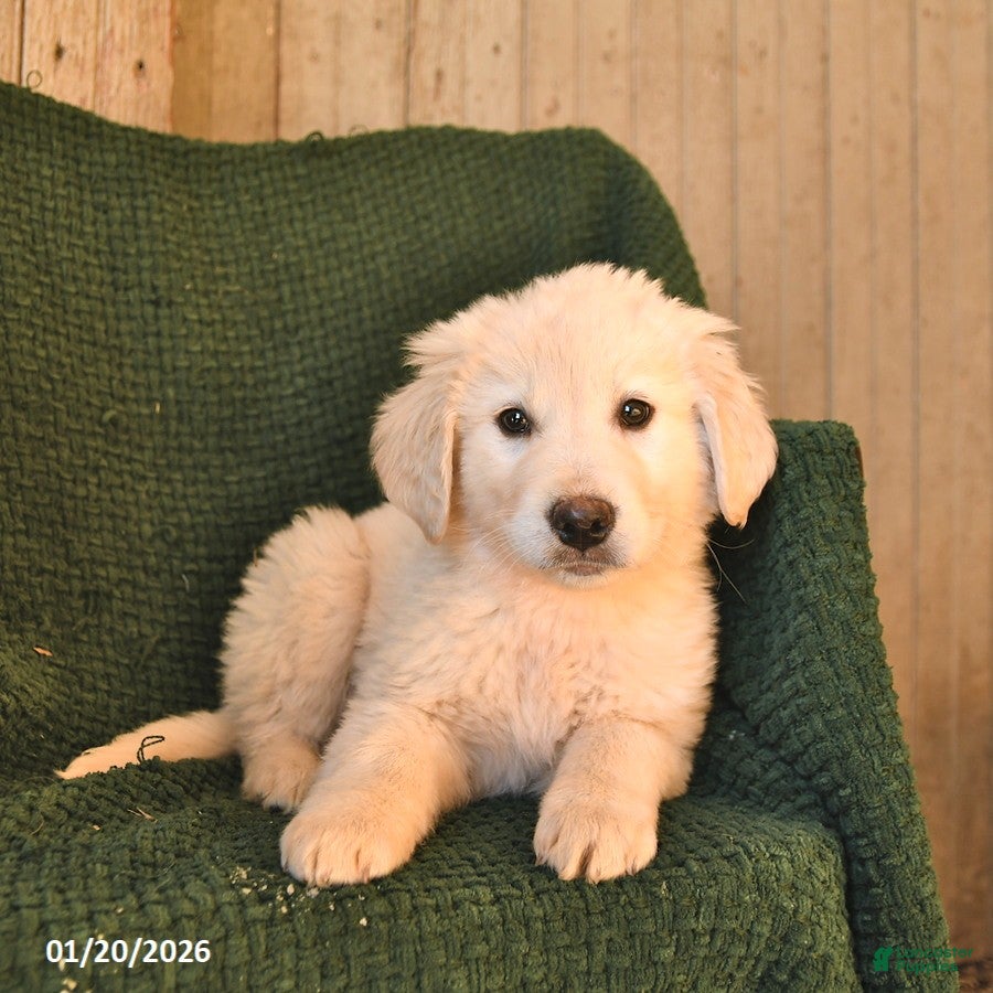 Mixed Breed dogs Cupid  - Ad 2