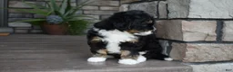 Mini Bernedoodle dogs for sale: Autumn - Ad 10