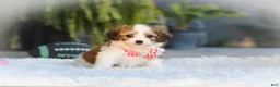 Cavachon dogs for sale: Scout - Ad 7