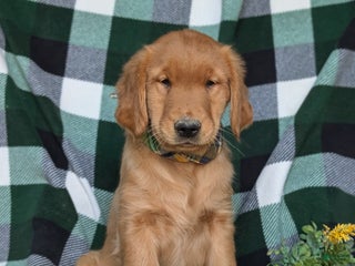 Golden Retriever dogs - Ad 38