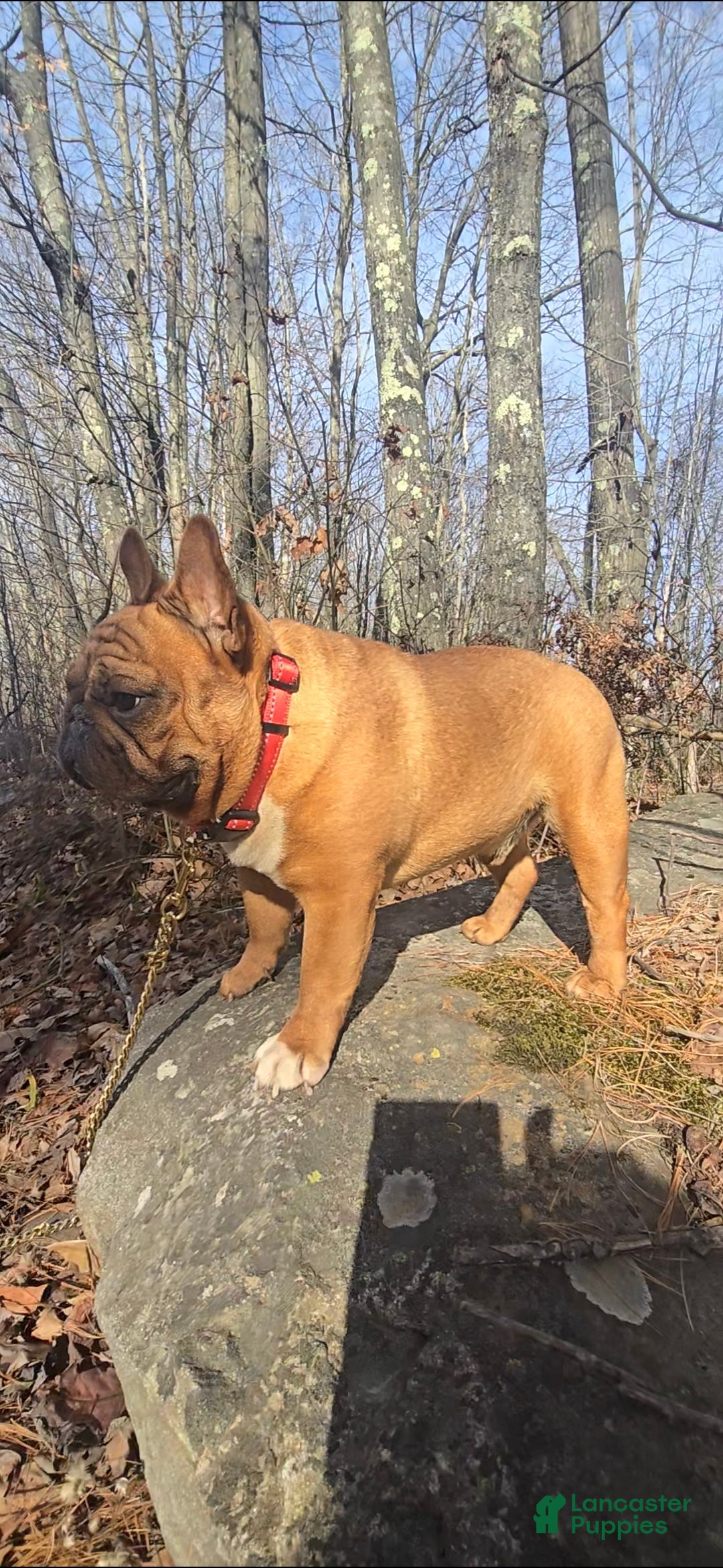 French Bulldog dogs for stud: French Bulldog 1 puppies - Ad 7