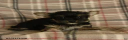 Morkie dogs for sale: Zorro - Ad 4