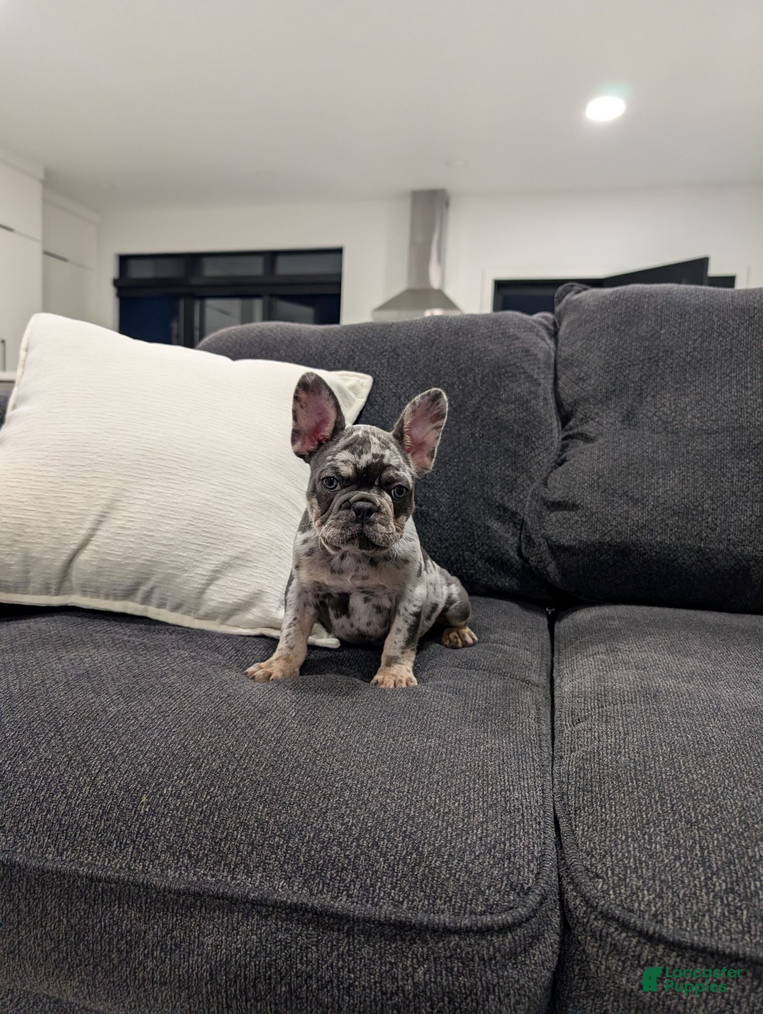 French Bulldog dogs Oliver - Ad 1