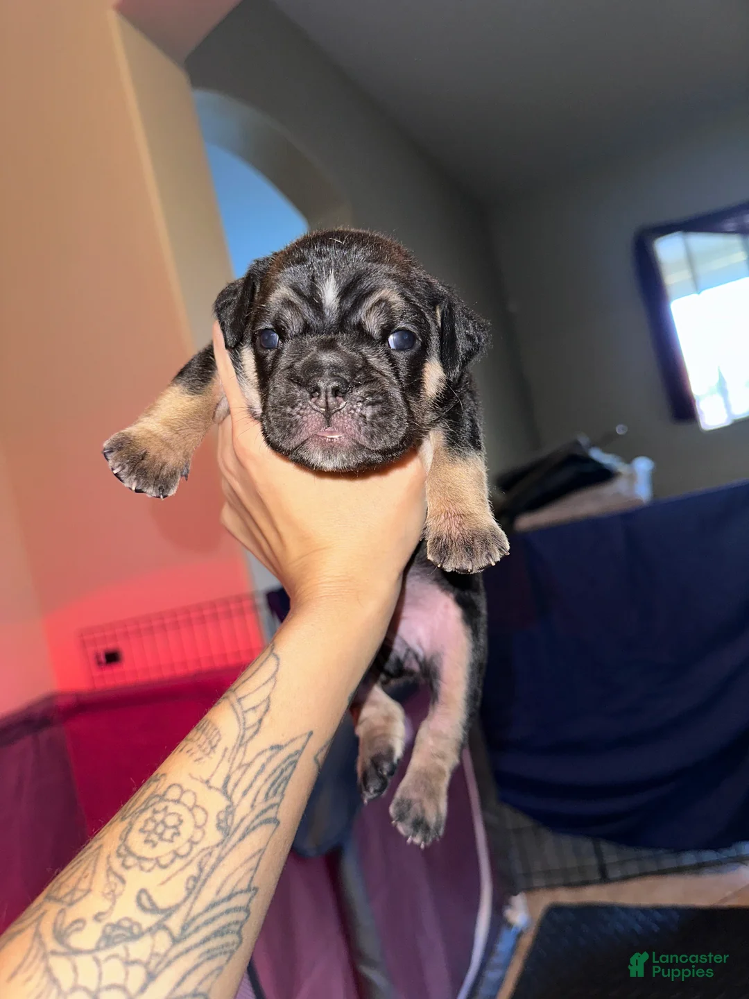 English Bulldog dogs for sale: Nyx - Ad 3