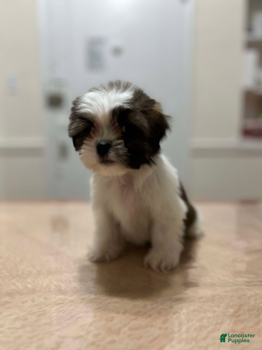 Shih Tzu dogs for sale: Pinky - Ad 4