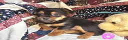 Mixed Breed dogs for sale: Glenna [Peke + Yorkie] - Ad 2